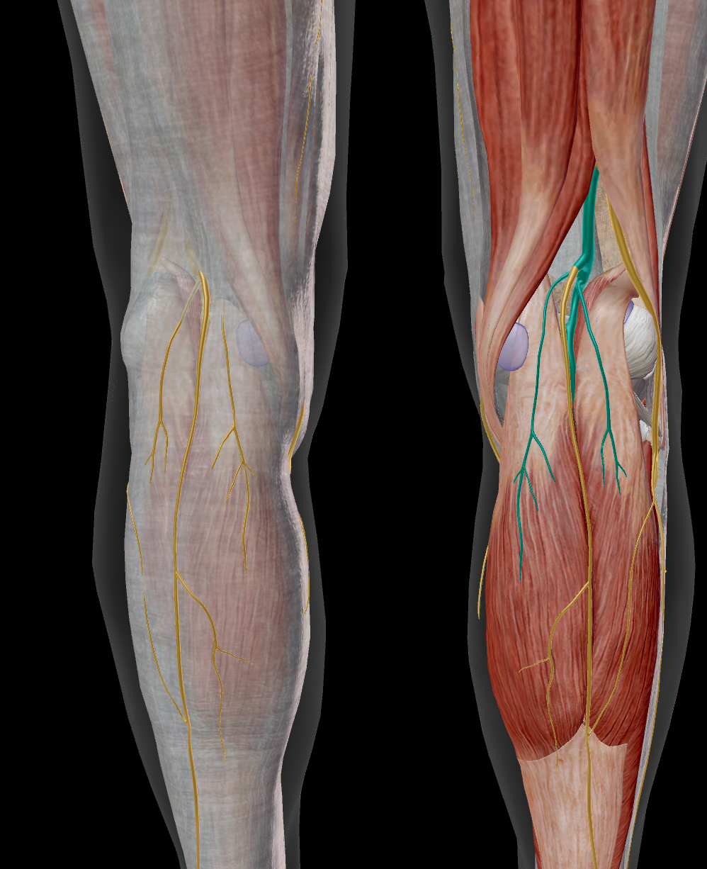 <p>M gastrocnemius / M soleus / M plantaris / M popliteus / M tibialis posterior / M flexor digitorum longus / M flexor hallucis longus</p>