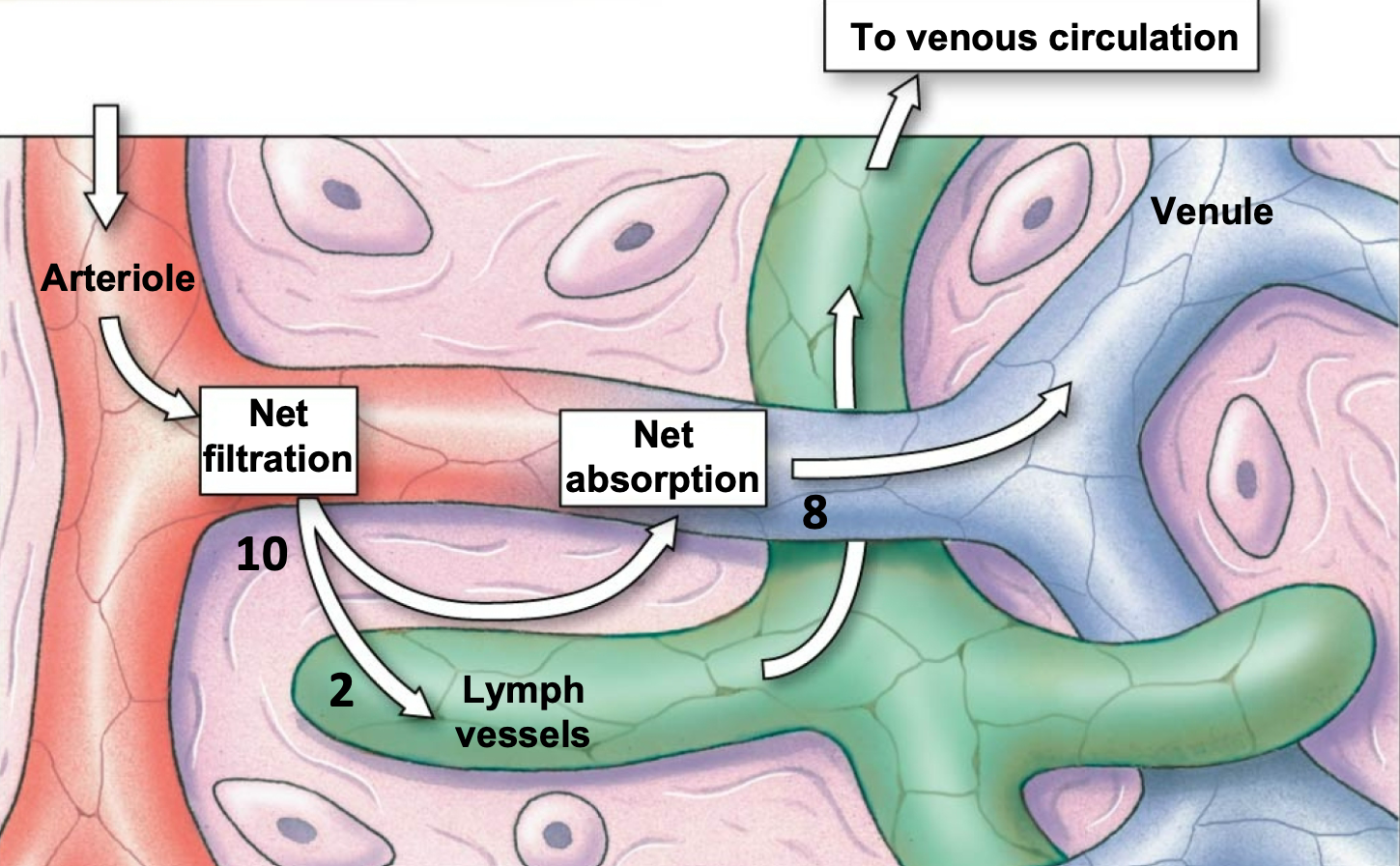 <ol><li><p>Just slightly more fluid is filtered on arteriole side than reabsorbed on venule side of the capillaries</p></li><li><p>The remaining fluid is retuned to blood via lymphatic vessels</p></li><li><p>A net average of 3 L/day of fluid filters out of the capillaries</p><ol><li><p>Excess water and solutes that filter out of the capillary are picked up by the lymph vessels and returned to the circulation near vena cava</p></li></ol></li></ol>