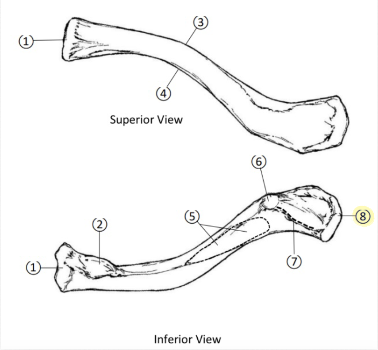 <p>On the Acromial end of the Clavicle, what part is highlighted(8)?</p>