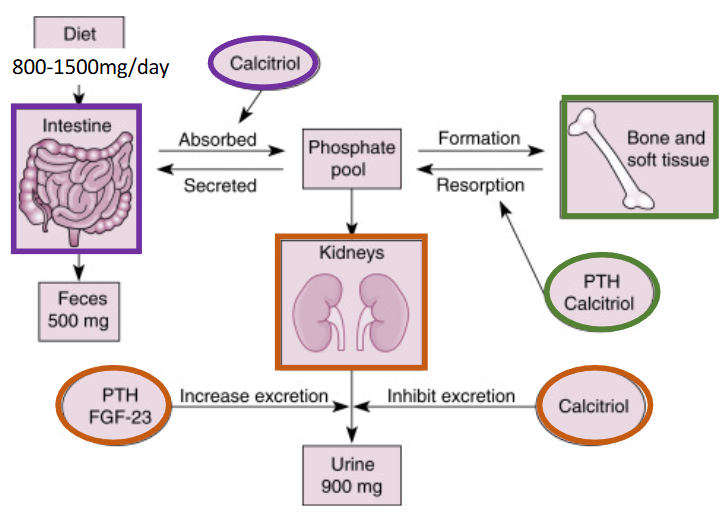 <p><span><span>Plasma phosphate is determined by<br>(1) intestinal absorption<br>(2) storage in bone<br>(3) excretion by the kidneys</span></span></p>