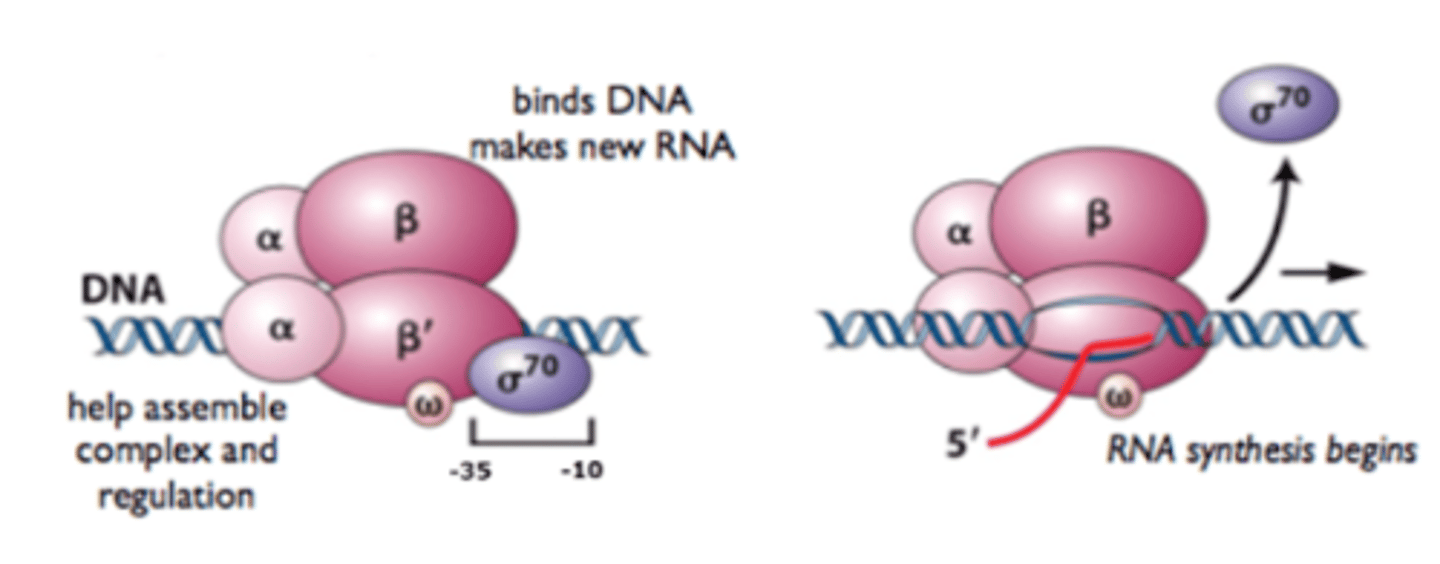 <p>biosynthesize RNAs in the process of transcription</p>
