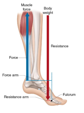 <p>this is an example of a second class lever</p><p>t or f</p>