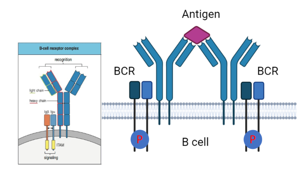 <ul><li><p>BCR complex is activated by antigen cross-linking.</p></li><li><p>Lacks ITAM motifs but associates with Igα and Igβ, which contain ITAMs.</p></li><li><p>Phosphorylation of ITAMs initiates downstream signaling for B cell responses.</p></li></ul><p></p>
