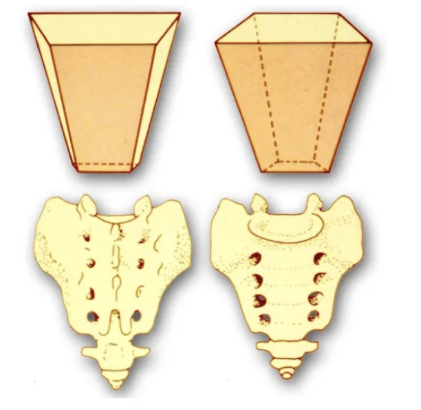 <p>It is wedge-shaped with five fused vertebrae and allows passage of spinal nerves through its anterior and posterior foramina.</p>