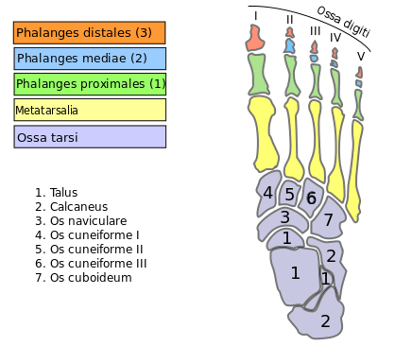 <p>How are the phalanges of the foot numbered?</p>