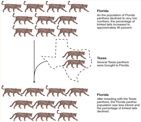 <p>The process by which individuals move from one population to another and thereby alter the genetic composition of both populations.</p>