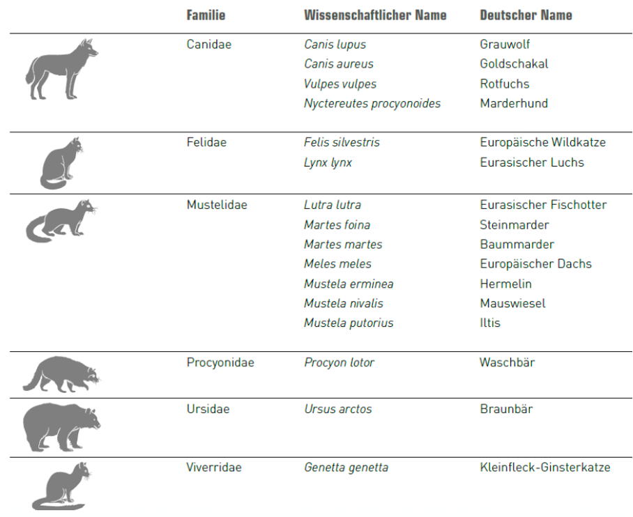 <p><span><span>Gebiss mit Reisszähne (rot, Brechschere zum Fleischschneiden) und verlängerte Eckzähne (blau, dienen Töten &amp; festhalten der Beute)</span></span></p><p class="MsoNormal"><span><span>Weltweit 270 Arten in CH 16 Arten</span></span></p>
