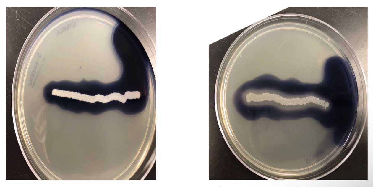 <p><span>Positive: clearing around growth</span></p><p><span>Neg.: no clearing</span></p>
