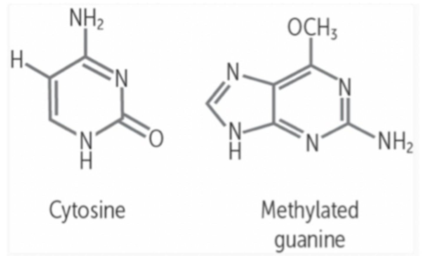 <p>Methylation is a type of alkylation where the methyl replaces a hydroxyl group hydrogen, altering the hydrogen bonding of the base (A-T, G-C).</p><p>If guanine is abnormally methylated, one of the three hydrogen bonds are blocked, therefore the cell only sees two of the HBs, and will insert the wrong base, becoming a substitution mutation (change in one DNA base).</p>