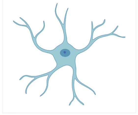 <p>Astrocytes </p><p>Closely co____ sur_____ of bl____ ves_____</p>