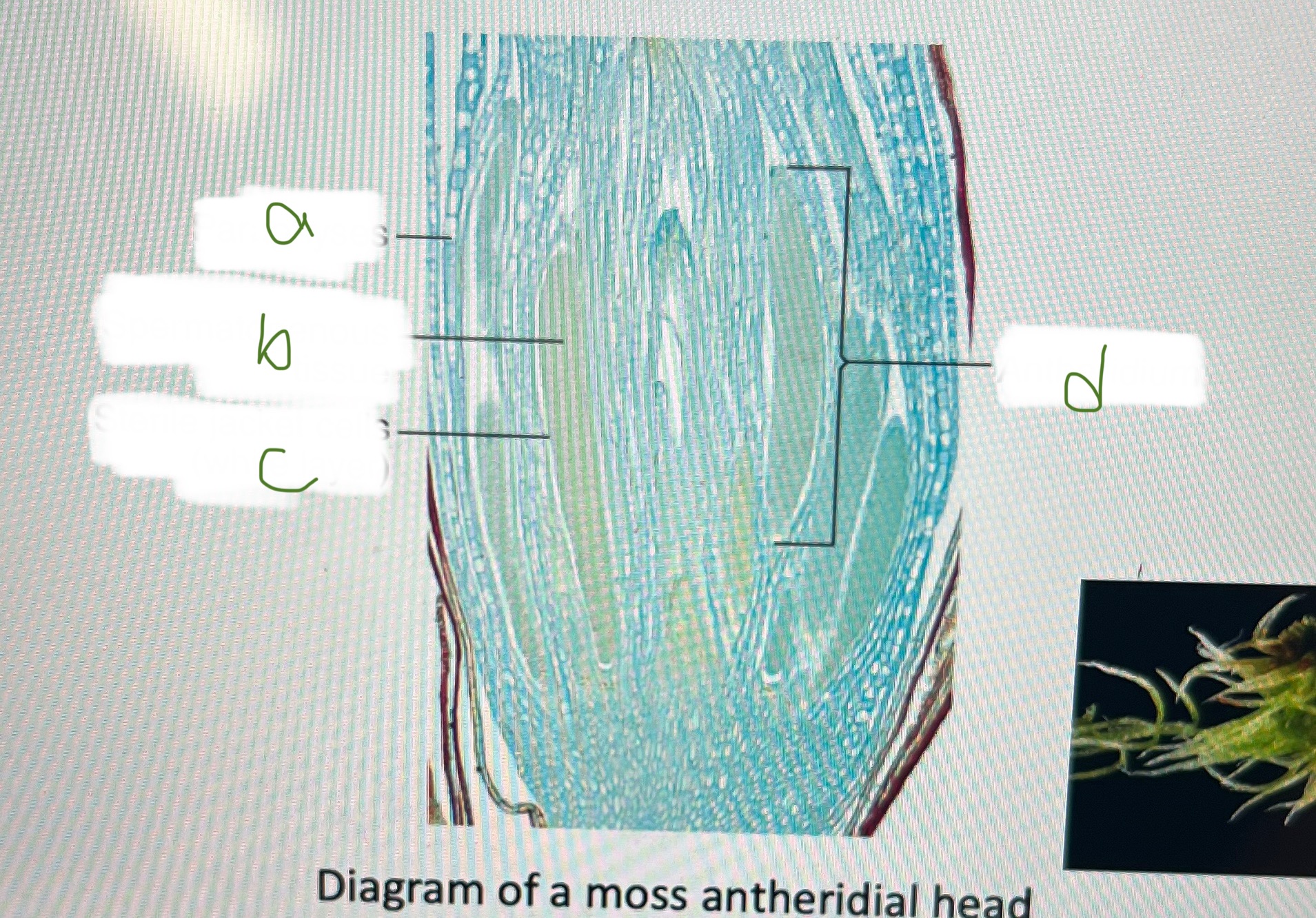 <p>c</p>
