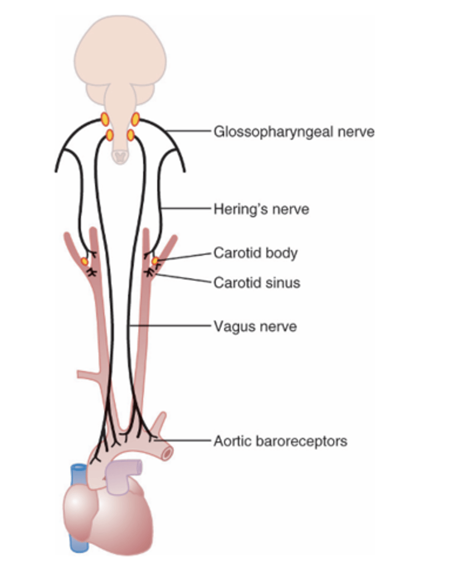 <p>Where are signals from the aortic arch in the baroreceptors transmitted through? </p>