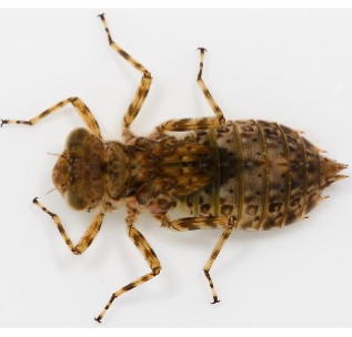 <p>Name the suborder</p>