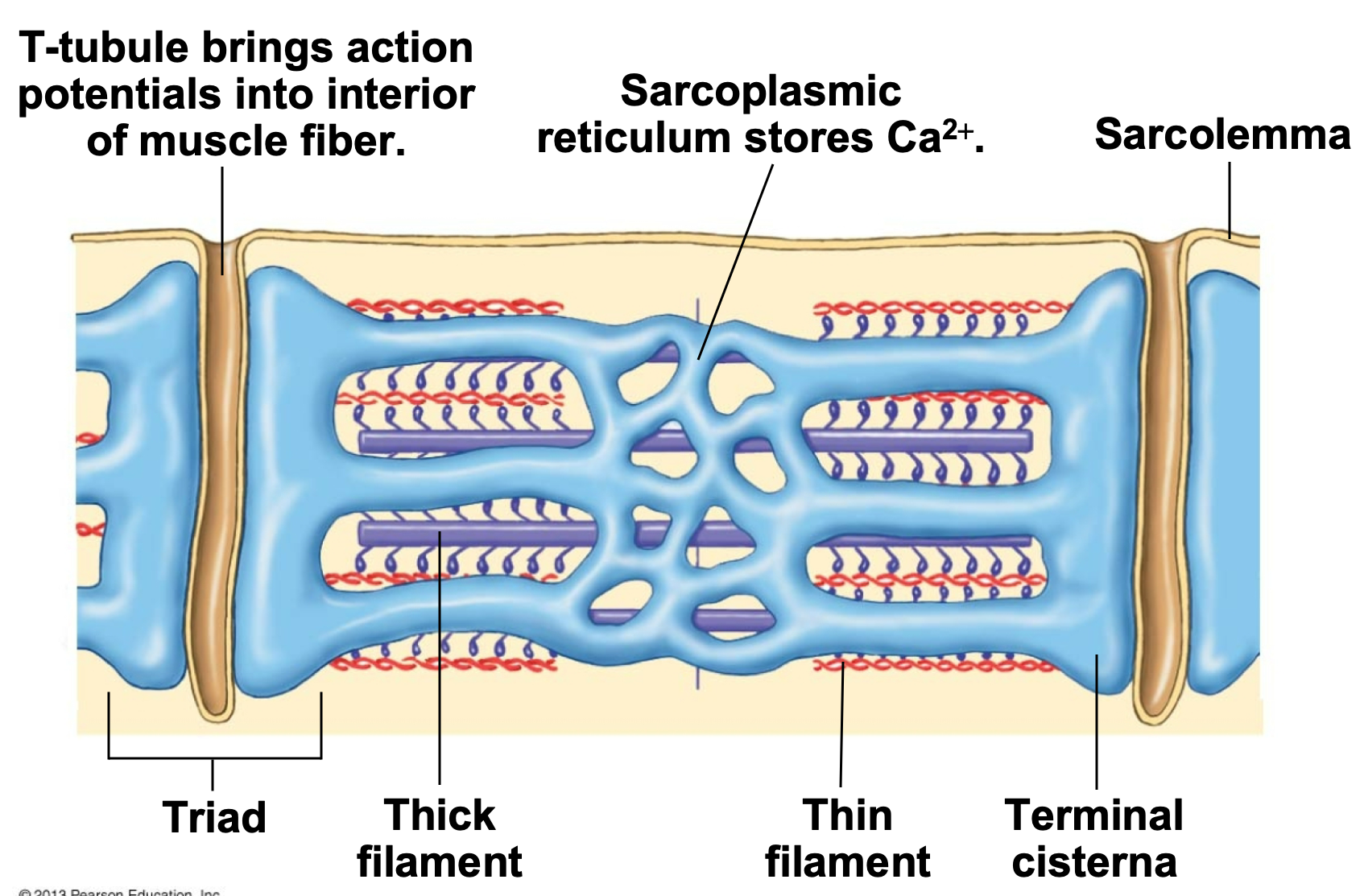 
1. Extensions of cell membrane (sarcolemma) that associate w/ ends (terminal cisternae) of sarcoplasmic reticulum
2. Steps 

   
   1. T-tubule brings action potentials into interior of muscle fiber
   2. Sarcoplasmic reticulum stores Ca2+