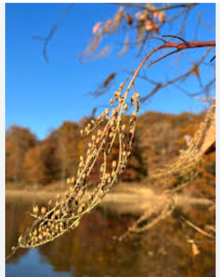 <p>OXYDENDRUM ARBOREUM</p>