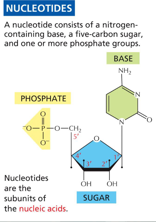 <ol><li><p>pentose sugar(foundation for base)</p></li><li><p>nitrogenous base(A, T, C, G, U)</p></li><li><p>phosphate group(backbone, 1-3 P’s)</p></li></ol>