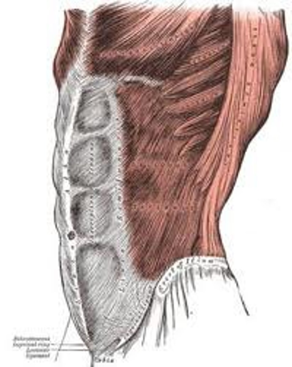 <p>Abdomen</p>