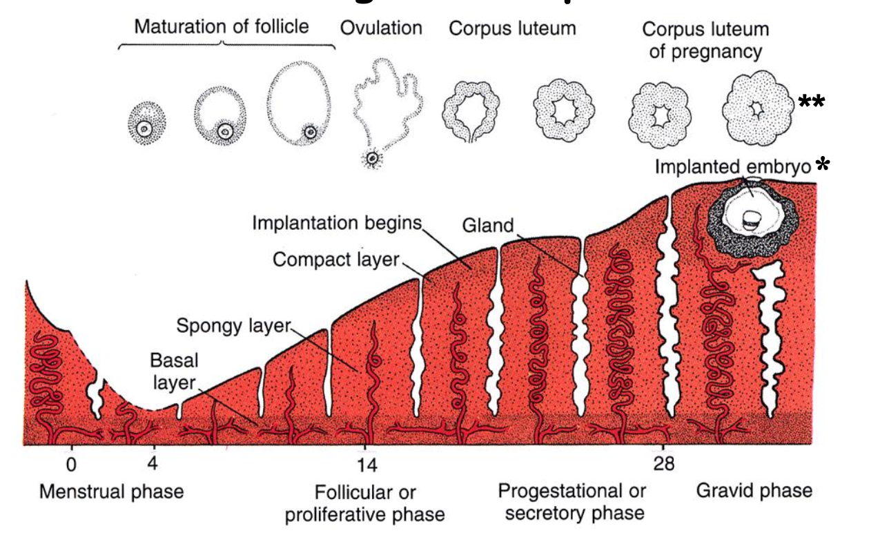 <ul><li><p>corpus luteum &amp; uterine lining</p></li><li><p>corpus luteum</p></li><li><p>implantation site</p></li></ul><p></p>