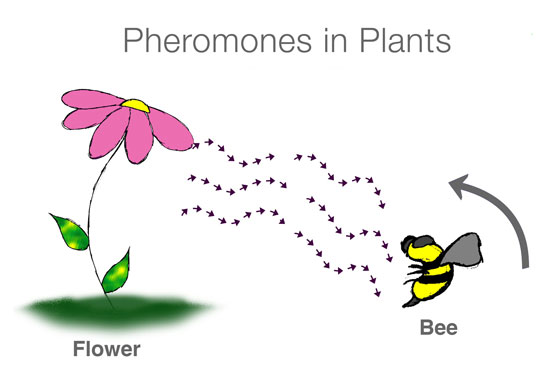 <p><span>Hormones from other organisms</span></p>