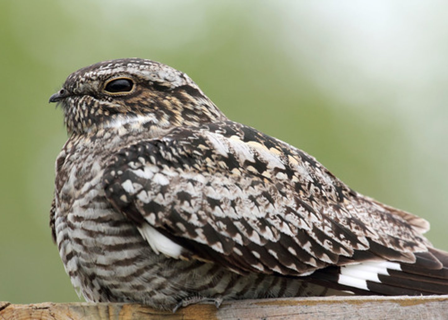 <p>Caprimulgiformes</p>