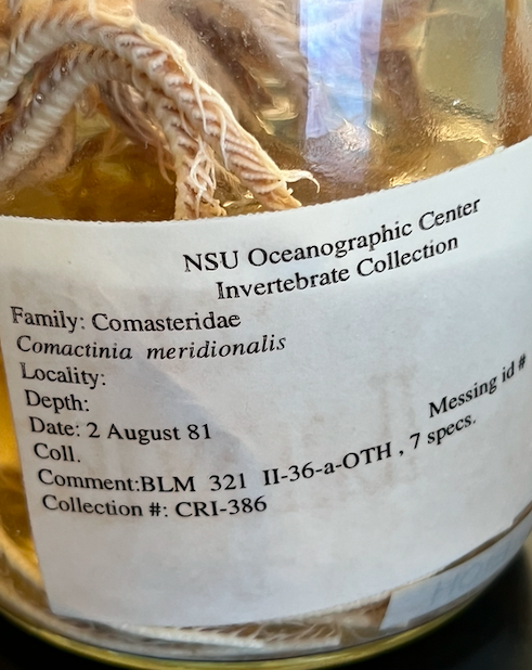 <p>Order: Comatulida</p><p>Family: Comatulidae</p><p>Comactinia meridionalis</p>