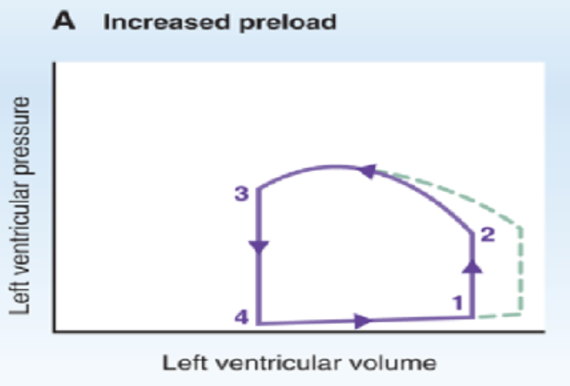 <p>How does increased preload (EDV) affect a PV loop?</p>