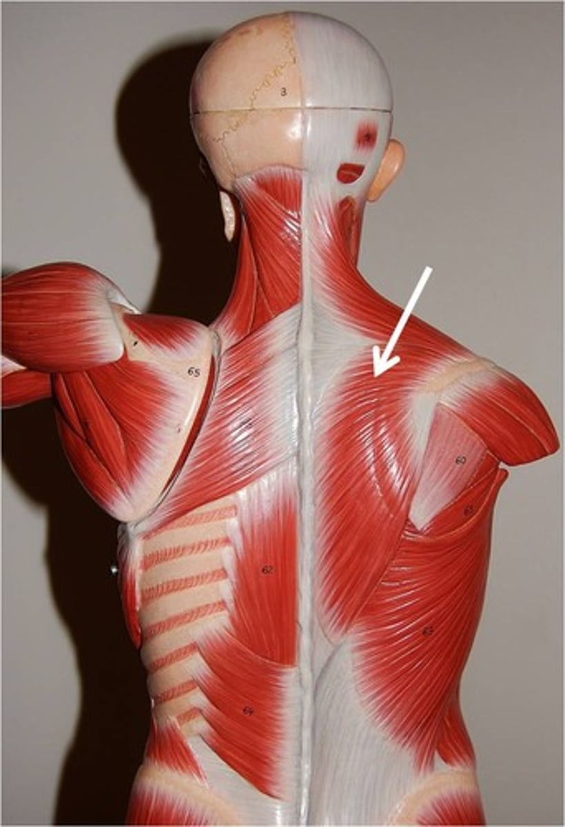 <p>Origin: Occiput, spinous process of thoracic vertebrae </p><p>Insertion: Clavicle, scapular spine, acromion </p><p>Action: Scapular upward rotation, scapular retraction, scapular depression </p>