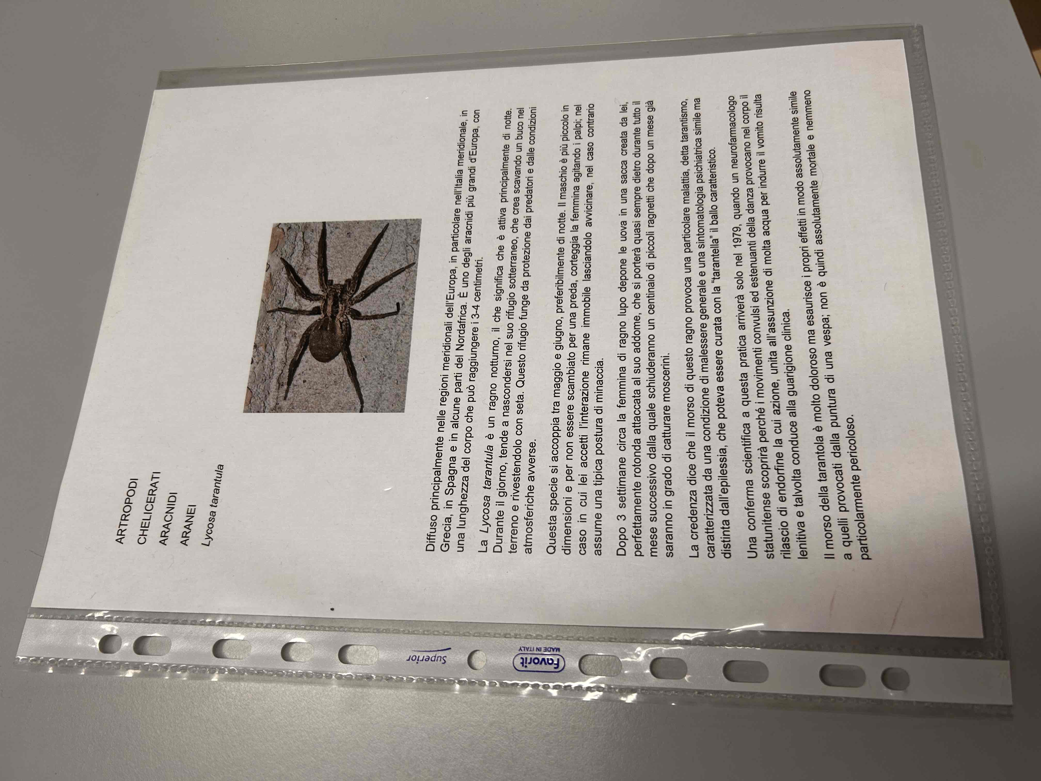 <p>Chelicerati</p><p>Aracnidi</p><p>Aranea</p><p>Lycosa tarantula</p>