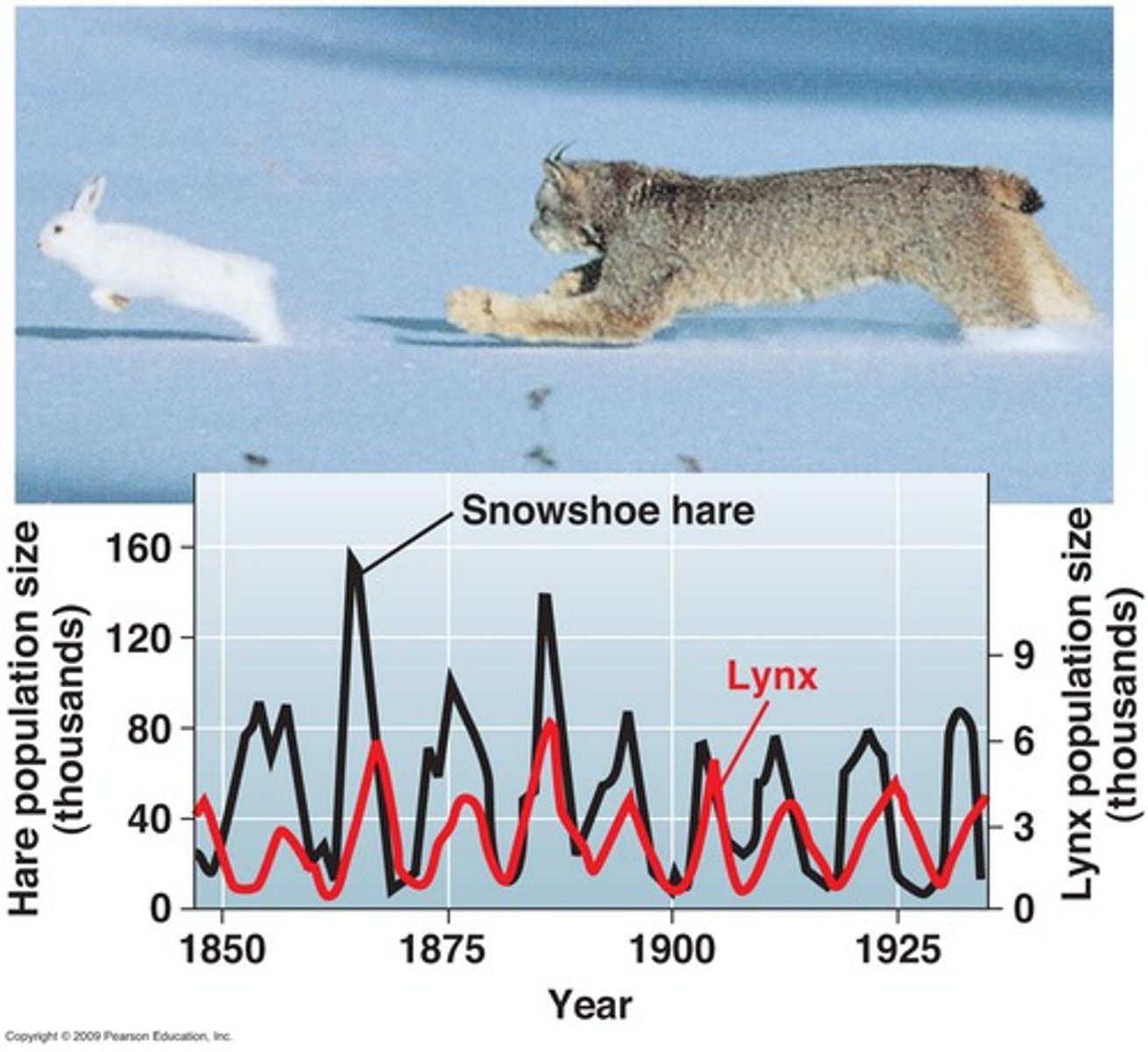 <p>Typically means an increase in prey. Why?</p>