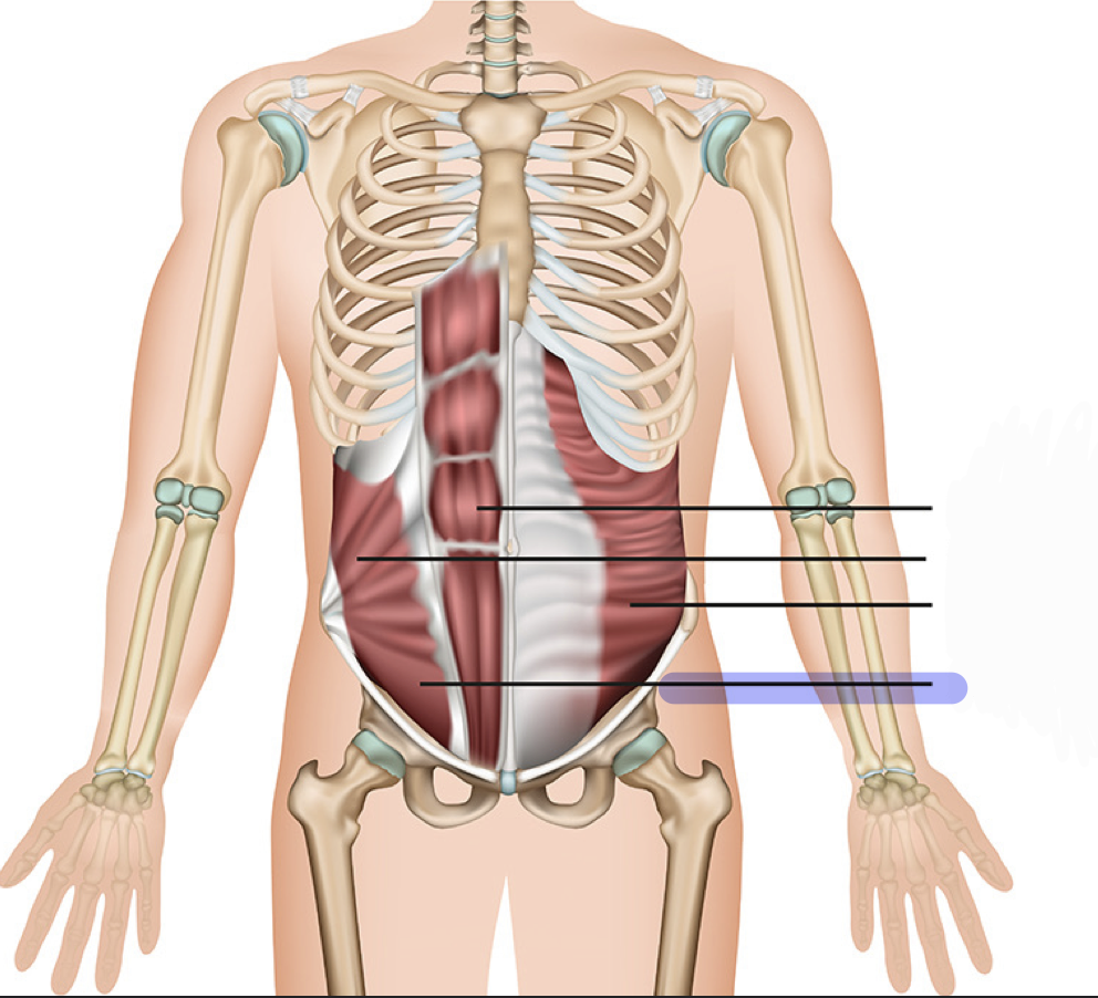 <p>Unilateral: Lateral flexion of the vertebral column; rotation of vertebral column to the same side</p><p>Bilateral: flexes vertebral column and compresses abdominal wall</p>