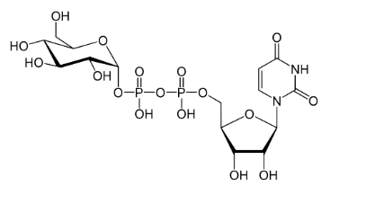 <p>what is this molecule a cofactor for</p>