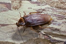 <p>Roaches. (Google:&nbsp;<span><span>a flattened, oval body, long antennae, and a large shield-like pronotum that covers the head and thorax), Class Insecta, Order BLATTODEA, called roaches</span></span></p>