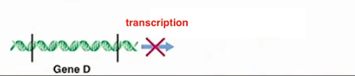 <p>type of control where gene is not transcribed into mRNA. regulates the amount of protein made.</p>