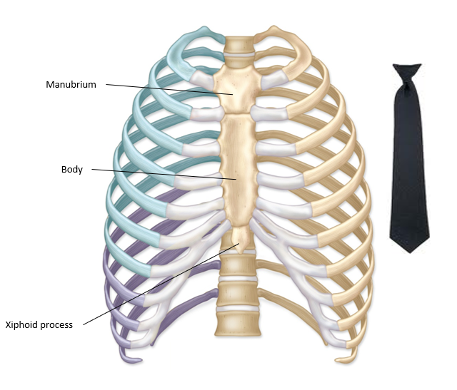 <p>-breastbone</p><p>-stabilizes the thoracic cage</p><p>-protects the heart, vena cava, and thymus</p><p>-made of 3 bones: *Manubrium *Body *Xiphoid process</p>
