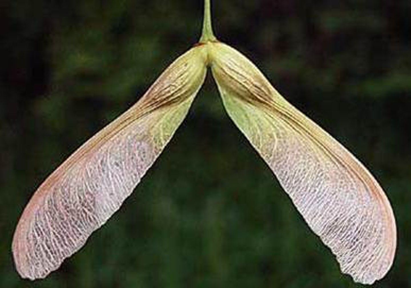 <p>(simple, dry, indehiscent)</p><p>one or two seeded, part of the fruit wall forms a wing (e.g., elm, maple, ash)</p>