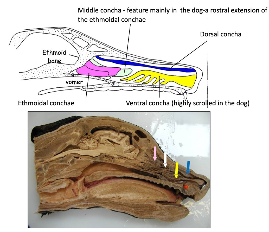 <p><strong>Dorsal and Ventral Conchae</strong></p><ul><li><p>Fragile, “scrolled” bony networks covered in <u>vascular mucosa</u></p></li><li><p>Function: “air conditioning”</p><ul><li><p>Direct, slow, clean, warm, and moisten</p></li><li><p>Think of all the complexity here acting as a filter that the air needs to pass through </p></li></ul></li></ul><p></p><p><strong>Ethmoidal Conchae and Middle Conchae</strong></p><ul><li><p>Covered in <strong>olfactory epithelium</strong></p></li><li><p>Function: smell</p></li><li><p>Associates with the ethmoid bone</p></li></ul><p></p>