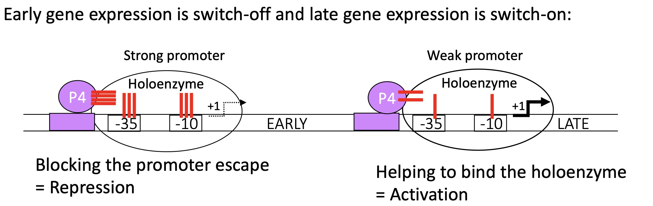 <p>After expression of&nbsp;“early genes” :&nbsp;</p><p>promoter for “early” genes = strong&nbsp;</p><p>p4 binds to its binding site infront of its promoter for&nbsp;“early” genes&nbsp;</p><p>blocks the holoenzyme from escaping as the binding of the holoenzyme w/the promoteur is very strong&nbsp;</p><p>no transcription of “early” genes </p><p>promoter for “late” genes = weak</p><p>p4 binds to its binding site infant of the promoter for “late”genes </p><p>stabilises the fixation of there holoenzyme </p><p>transcription of “late” genes </p><p>   </p>