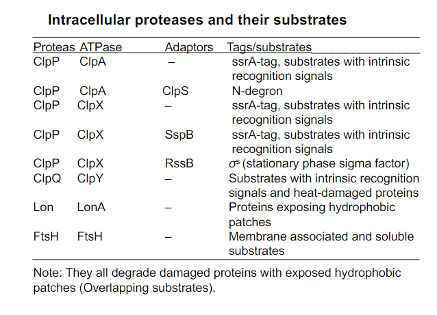 <p>Focus on ClpAP, and ClpYQ</p>