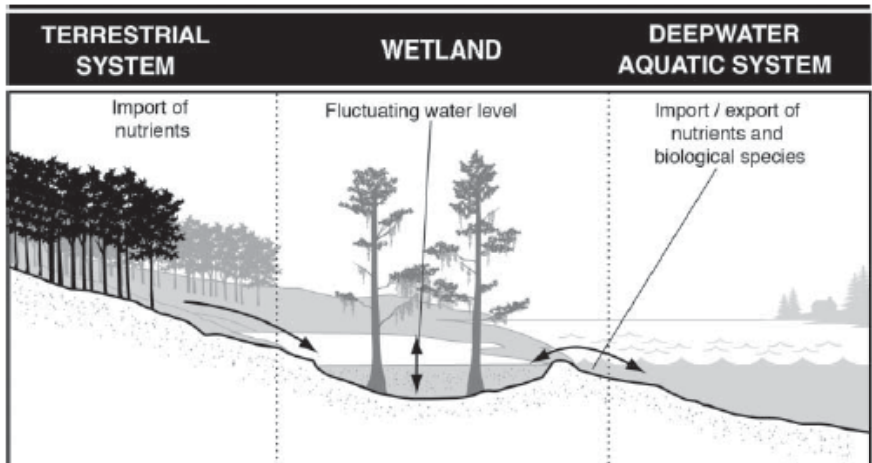 <p>Wetland Hydrology, Biochemical role, and Productivity?</p>