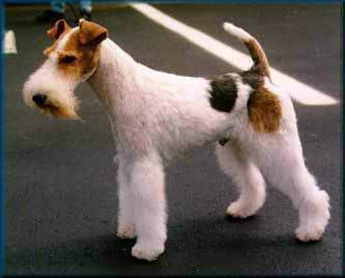 <p>Terrier</p>