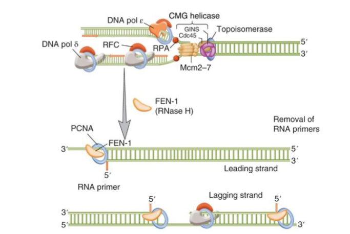 <p>replication terminates when the replisomes from neighbouring origins converge</p><ul><li><p>after termination, RNA primer must be removed, gaps filled in, Okazaki fragments joined</p></li><li><p>when DNA Pol-delta reaches the 5’ end of the preceding Okazaki fragment → strand displacement</p></li><li><p>flap endonuclease 1 removes the 5’ RNA flap</p></li></ul><p>unreplicated DNA gaps are filled in by pol-delta on the lagging strand → double nick</p><ul><li><p>ligase I joins the ends and distinguishes between RNA with substrates and dNTP is filled in based on the shape of the DNA</p></li></ul><p>PCNA is needed for Okazaki fragment maturation and interacts with ligase I, FEN-1 and pol-delta</p><p>nucleosomes that were disassembled into H3-H4 tetramers and H2A-H2B dimers for replication reform behind the replication fork → histones are deposited as soon as there is enough DNA to reform nucleosomes</p><p></p>