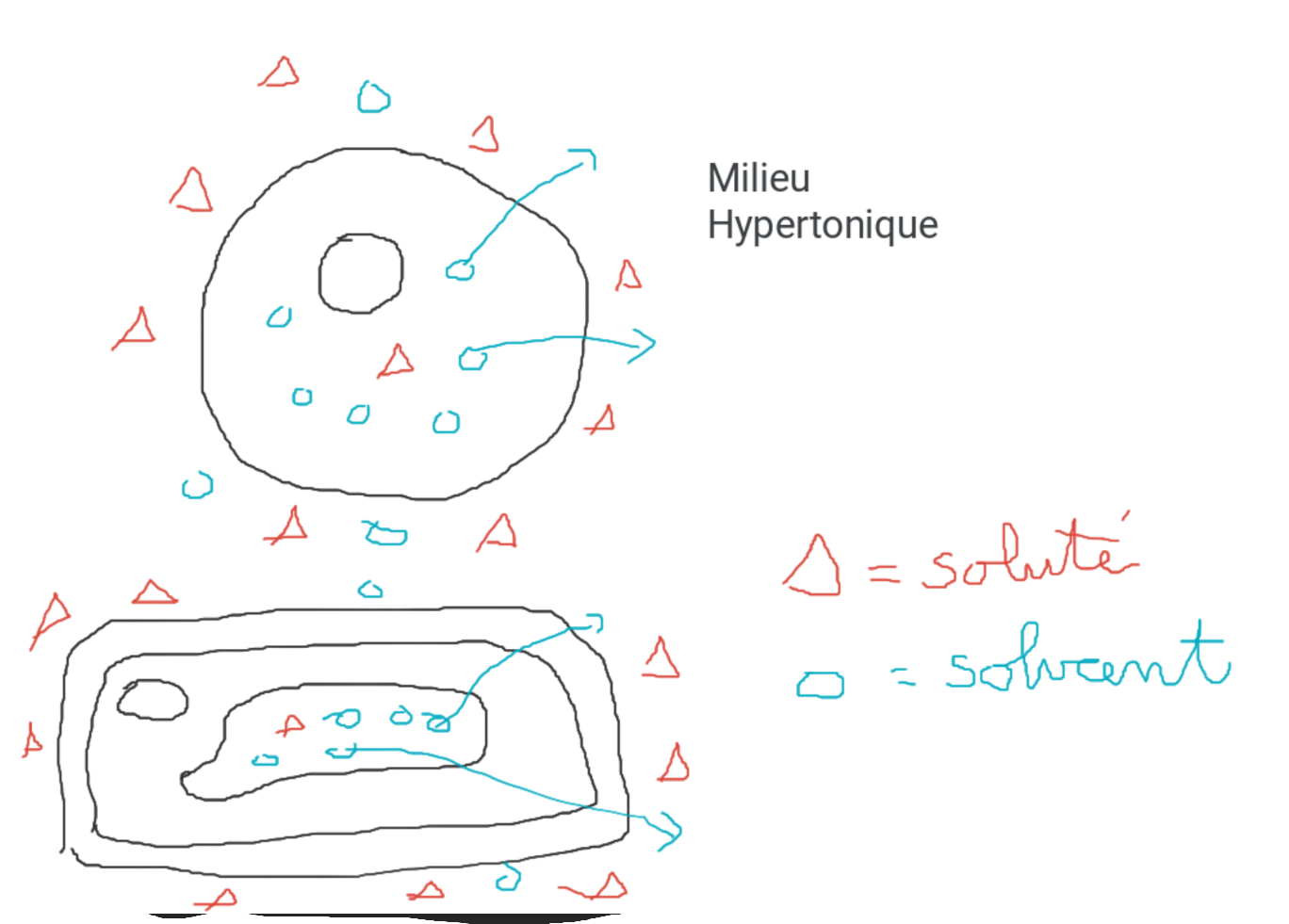 <p>A l'extérieur de la cellule</p><p>Faible concentration en solvant</p><p>Haute concentration en soluté</p><p>A l'intérieur de la cellule</p><p>Haute concentration en solvant</p><p>faible concentration en soluté</p><p>A l'aide de l'osmose, l'eau se déplace du milieu le plus concentré vers le milieu le moins concentré, alors la cellule se rétrécit car elle perd de l'eau.</p>