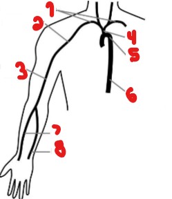 <p>Label the upper extremity arterials.</p>