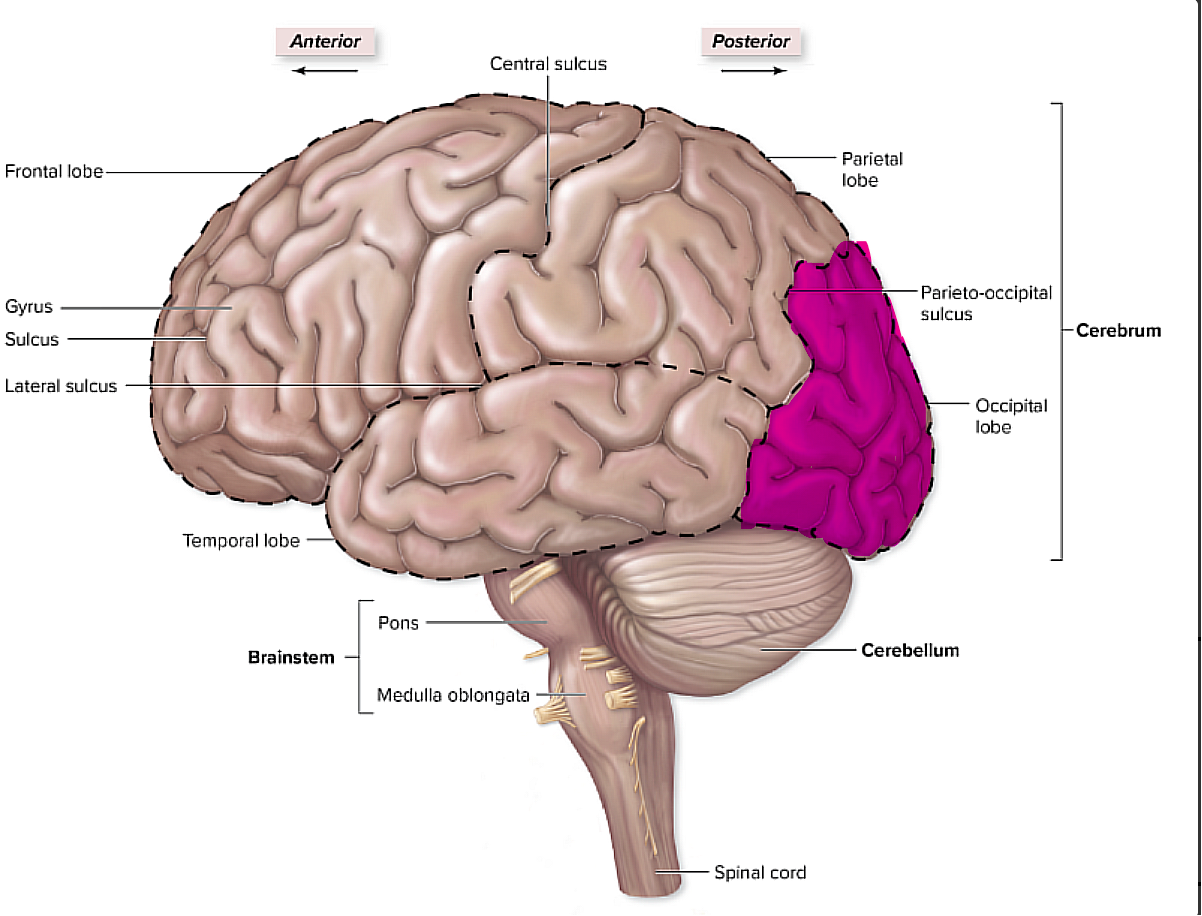 <p>is is the most posterior lobe,</p><p>it pertains to things like vision</p>