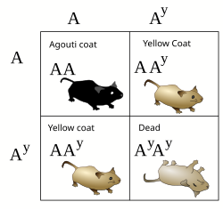<p>An allele which results in the death of an organism - always involves an essential gene which are necessary for survival</p><p>Dominant lethal allele - homozygotes and heterozygotes that inherit the allele will die</p><p>Recessive lethal allele - only results in death of homozygotes that inherit the allele, 2:1 phenotypic ratio resulting from the cross of 2 heterozygous parents would indicate recessive lethal allele </p><p></p>