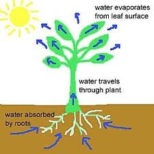 Evaporation of water from minute pores in the leaves of plants.