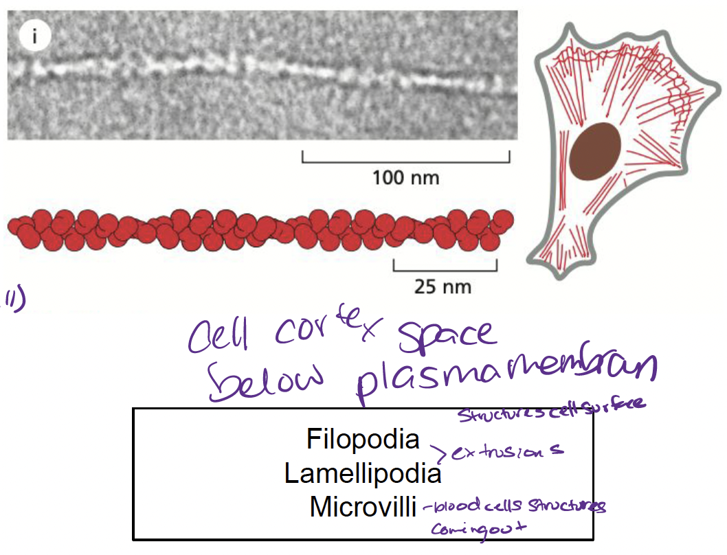 <ul><li><p>helical polymers made up of actin subunits</p></li><li><p>most abundant in cortex (just below membrane)</p></li><li><p>involved in…</p><ul><li><p>cell locomotion</p></li><li><p>muscle contractions</p></li><li><p>cytokinesis</p></li></ul></li></ul>