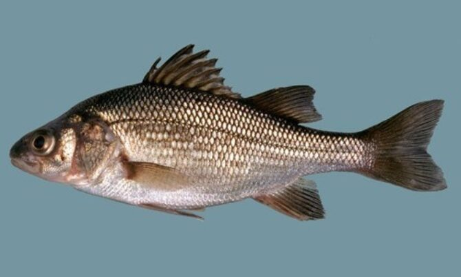 <p>White Perch</p>