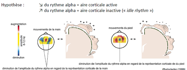 -rythme de 9 cycle par secondes
-apparaît quand on ferme les yeux, à l'arrière de la tête, là où se trouvent les aires visuelles.
-on parle de rythme de repos : il n'y a plus de stimuli visuels à traiter quand on ferme les yeux
-il apparaît sur d'autres régions du scalp
-il diminuerait lors de l'activation d'une aire corticale et inversement
-il suit la représentation somatotopique du cortex somesthésique primaire
-plus l'asymétrie entre l'amplitude du rythme alpha en regard des aires visuelles controlatérales et ipsilatérales à l'hémichamp attendu est marquée, plus les performances de détection de la cible présentée sur l'hémichamp attendu sont bonnes (bénéfices) et plus les performances de détection de la cible présentées sur l'hémichamp attendu sont mauvaises (coûts)