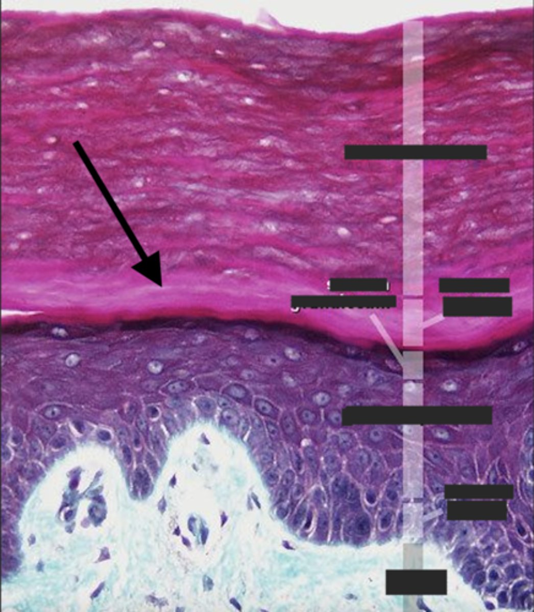 <p>What layer is the arrow pointing to?</p>